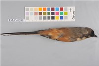 藏品(棕背伯勞)的圖片